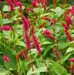 duizendknoop  Persicaria amplexicaulis 'Speciosa'., Bodembedekkers, Volle zon, Vaste plant, Ophalen of Verzenden