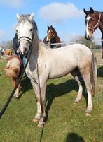 🐎 welsh pony mooi bewegende ruin 2 jaar 🤗💯, Dieren en Toebehoren, Paarden, Ruin, Ontwormd, 3 tot 6 jaar