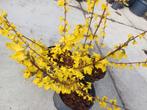 Erg mooie forsythia's, Ophalen, Overige soorten, Struik, Minder dan 100 cm
