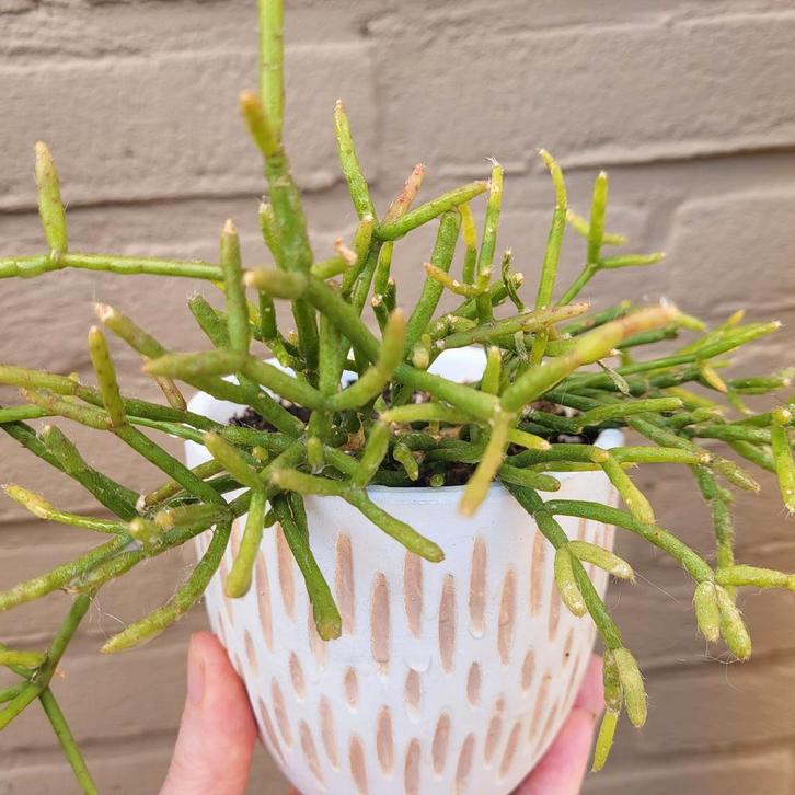 Rhipsalis Heteroclada Hangplant, Huis en Inrichting, Kamerplanten, Cactus, Minder dan 100 cm, Halfschaduw, Verzenden