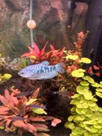 Koppel Blauwe Goeroe te koop, Vis, Zoetwatervis