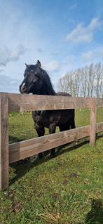 Te Koop: Welsh x Shetlander Ruin, Dieren en Toebehoren, Pony's, Gechipt, Ruin, A pony (tot 1.17m), 3 tot 6 jaar