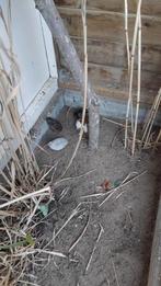 5 Chinese dwergkwartel hanen, Dieren en Toebehoren, Pluimvee