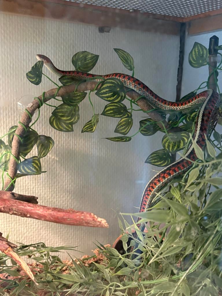 Kousenband slang 1.1, Slang, 0 tot 2 jaar