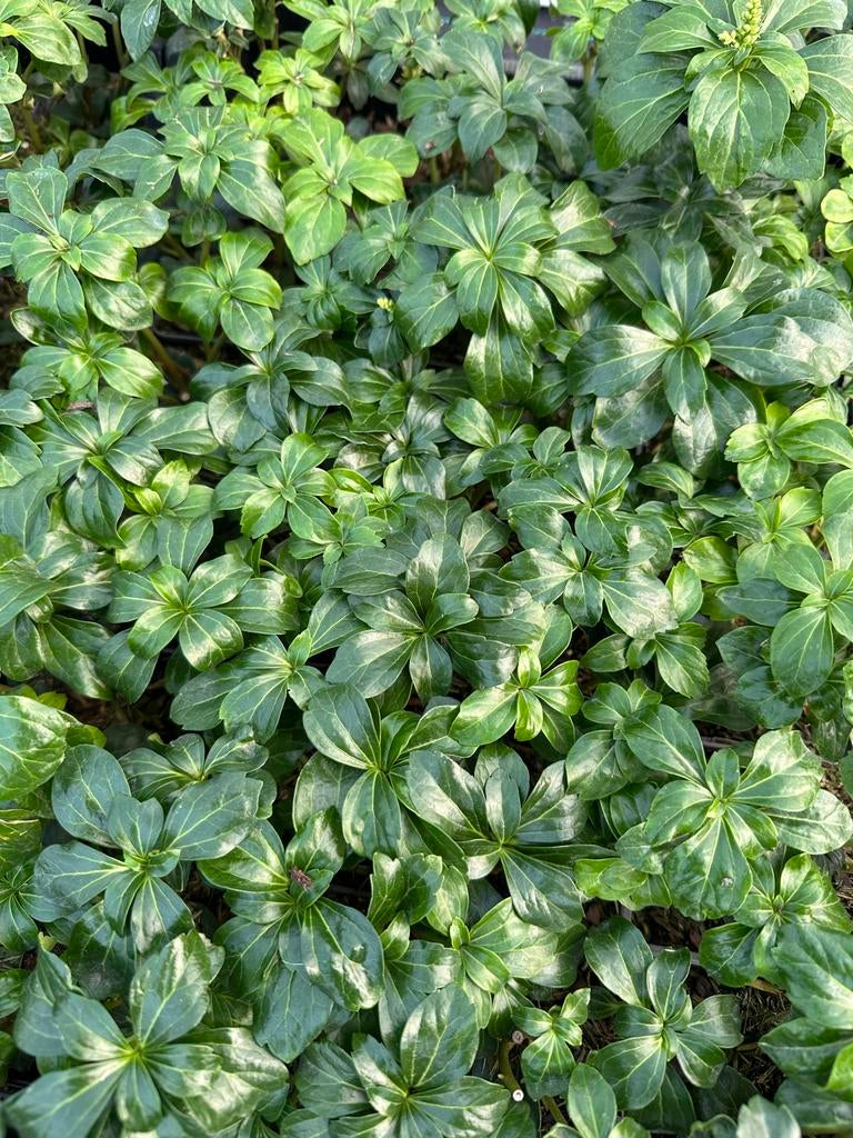 Pachysandra Green Sheen - Groenblijvende Bodembedekker, Bodembedekkers, Vaste plant, Ophalen of Verzenden, Volledige schaduw