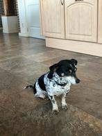 Moeder en zoon jack Russel Boerenfox, Dieren en Toebehoren, Parvo, Meerdere, Meerdere dieren, Klein