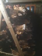 Pluimvee, Dieren en Toebehoren, Pluimvee, Vrouwelijk, Kip