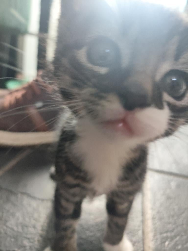 Kitten, Poes, Kortharig, 0 tot 2 jaar