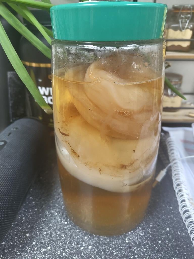 Kombucha scoby/mother, Diversen, Ophalen