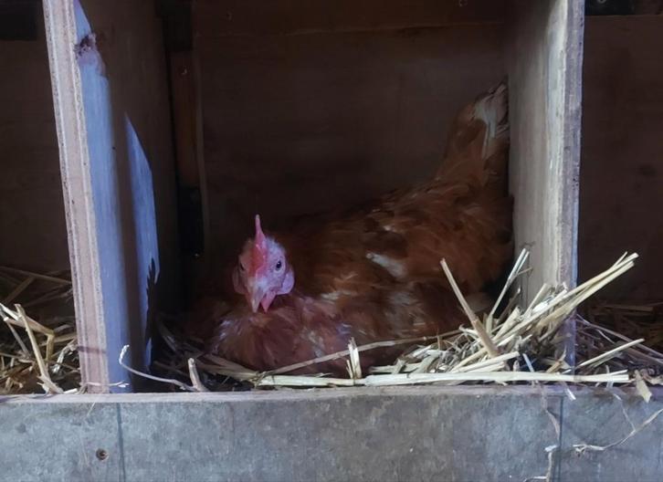 Legkippen, leggen goed eieren, Dieren en Toebehoren, Pluimvee, Kip, Vrouwelijk
