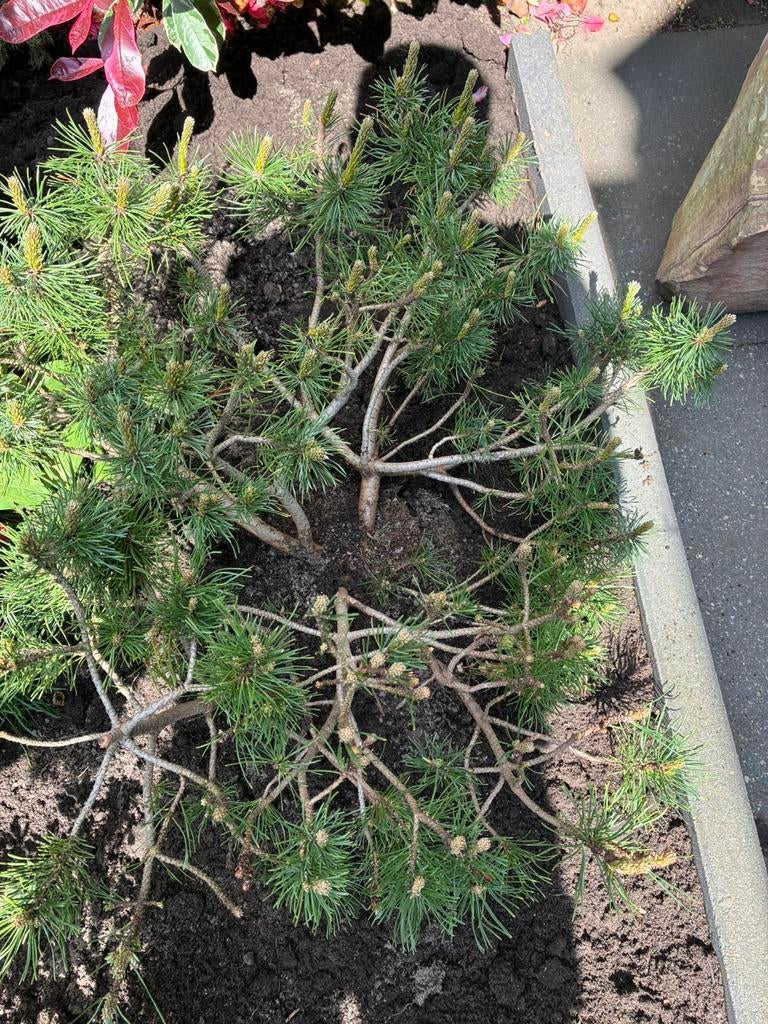 5 verschillende dennen, Ophalen of Verzenden, Overige soorten, Volle zon