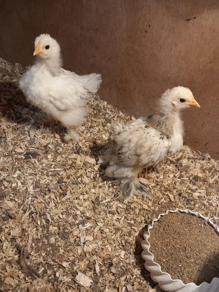 Brahma kuikentjes, Dieren en Toebehoren, Geslacht onbekend, Kip