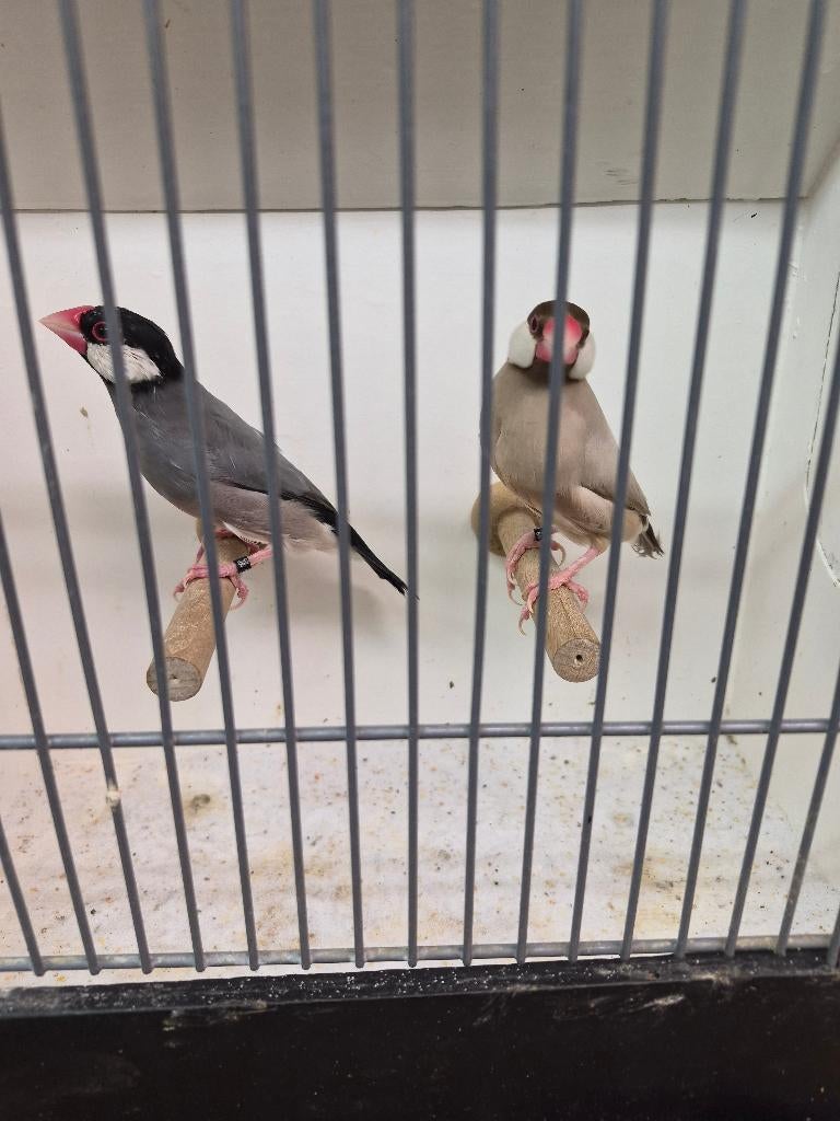 Zeer mooie grote koppel rijstvogels TT klassen, Dieren en Toebehoren, Meerdere dieren, Tropenvogel, Geringd