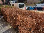 Beukenhaag - Mooie en dichte haagplanten, Tuin en Terras, Ophalen, Beukenhaag, Haag, 100 tot 250 cm