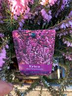Erica darleyensis - Winterheide voor kleur in de tuin, Ophalen, Bodembedekkers, Volle zon, Vaste plant