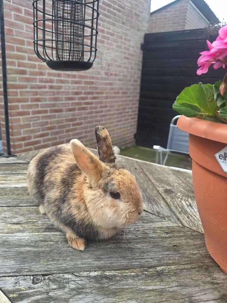 2 konijntjes 1 jaar oud gratis af te halen, Dieren en Toebehoren, Konijnen, Meerdere dieren