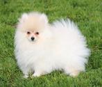 Pomeriaan pup, Parvo, België, Keeshond, Reu