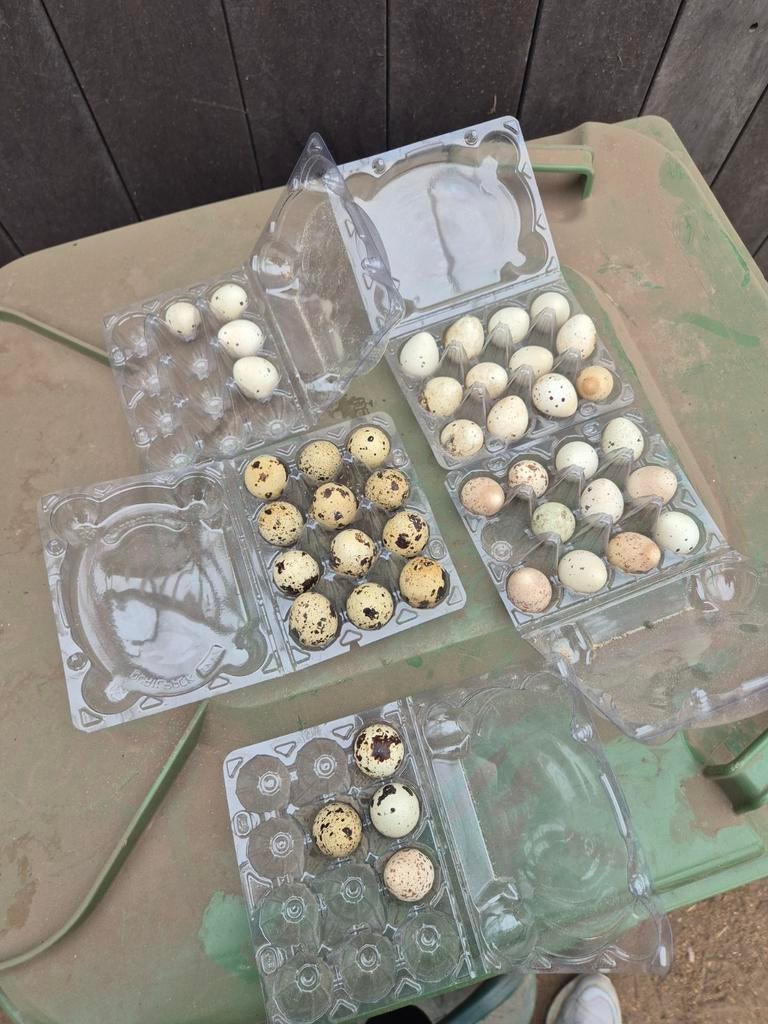 Broedeitjes van de japanse en californische kuif kwartel, Dieren en Toebehoren