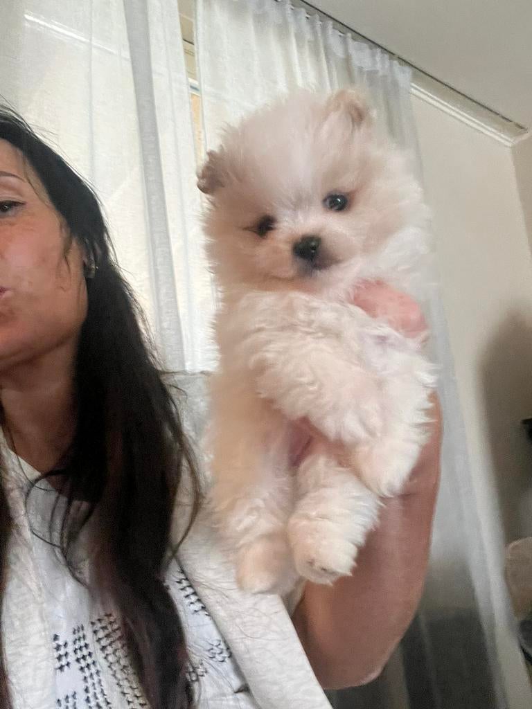 Te koop keeshond/pomi gereserveerd, Dieren en Toebehoren, Keeshond, 8 tot 15 weken, Teef, Parvo