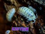 Armadillidium depressum Magic Potion pissebedden SALE OP=OP, Dieren en Toebehoren, Overige soorten