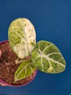 Alocasia Ninja Variegata p10 (3), Huis en Inrichting, Kamerplanten, Ophalen of Verzenden, Halfschaduw, Minder dan 100 cm