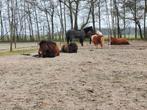 Rusthuis voor paarden, nog 2 plekken vrij., Dieren en Toebehoren, Stalling en Weidegang, Stalling, 2 of 3 paarden of pony's