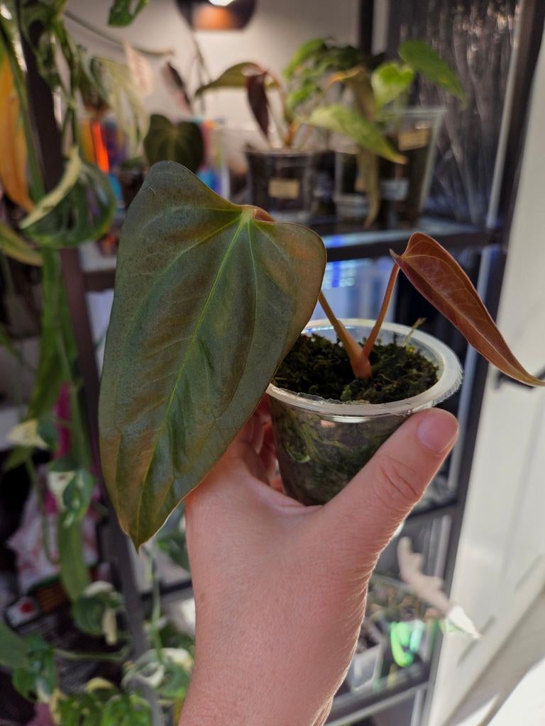 Anthurium black sweet, Huis en Inrichting, Kamerplanten, Ophalen of Verzenden, Halfschaduw, Minder dan 100 cm