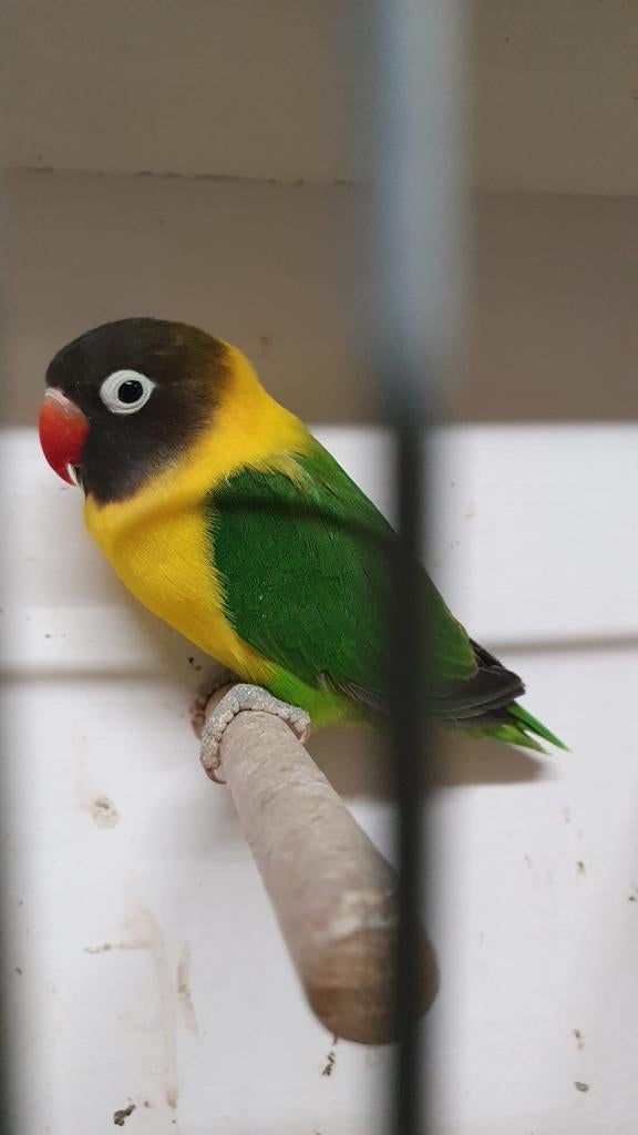2 wk mannen over., Dieren en Toebehoren, Vogels | Parkieten en Papegaaien, Mannelijk, Dwergpapegaai of Agapornis, Geringd