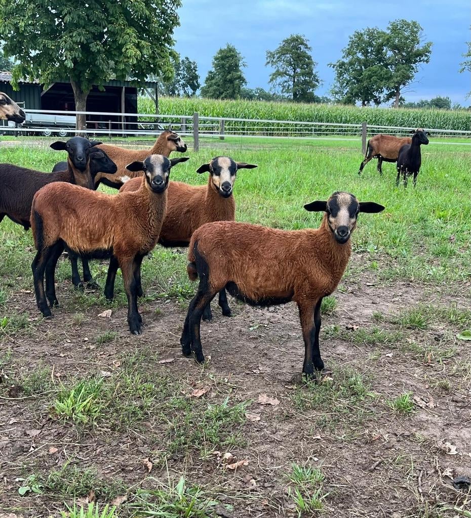 Gezocht 2 barbados black balley ooi lammeren, Dieren en Toebehoren, Schapen, Geiten en Varkens, Vrouwelijk, Schaap