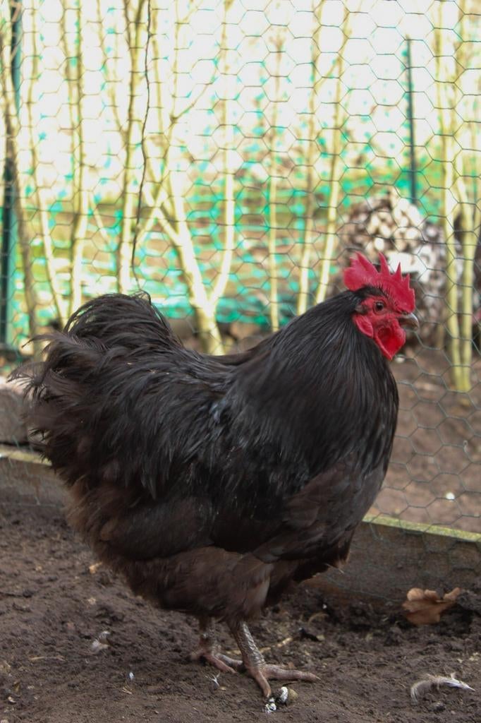 Orpington choco kriel haantje gezocht, Dieren en Toebehoren, Pluimvee, Mannelijk, Kip