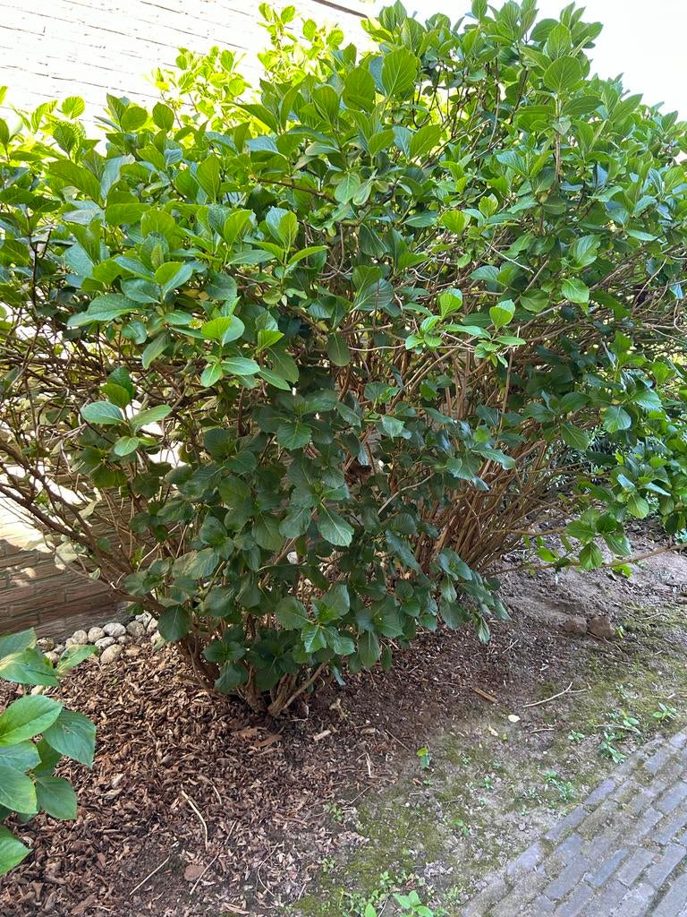 2 grote hortensia’s, Vaste plant, Halfschaduw, Zomer, Ophalen