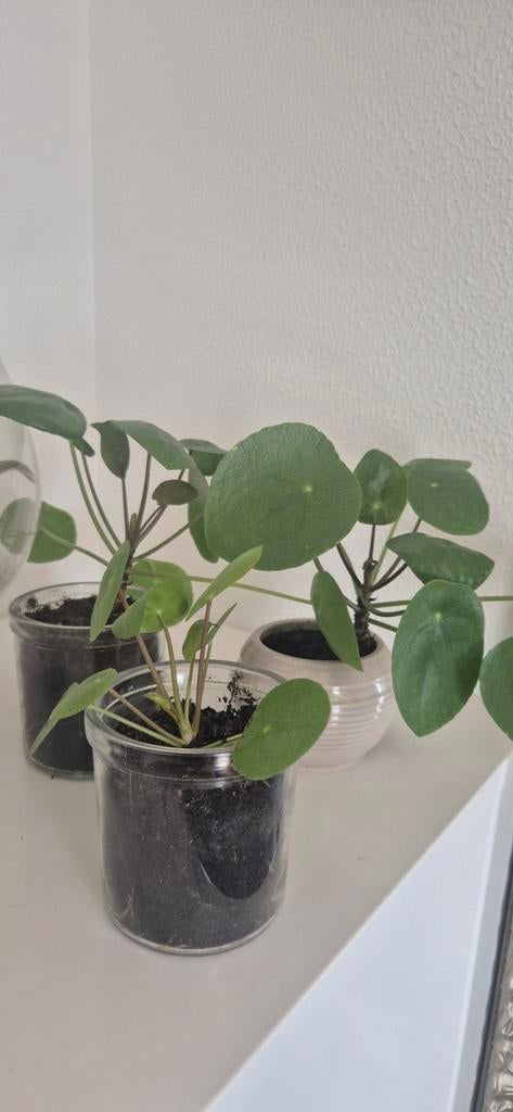 Mini pannekoekplantjes, Ophalen, Halfschaduw, Minder dan 100 cm