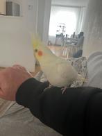 Mooie Valkparkiet, Dieren en Toebehoren, Vogels | Parkieten en Papegaaien, Mannelijk, Parkiet