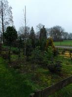 Te koop Metasequoia glyptostroboides moerrascyters, Tuin en Terras, Ophalen, Volle zon, Overige soorten, 250 tot 400 cm