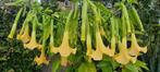 Gele brugmansia stekken - Engelentrompet stekjes, Volle zon, Vaste plant, Zomer, Ophalen