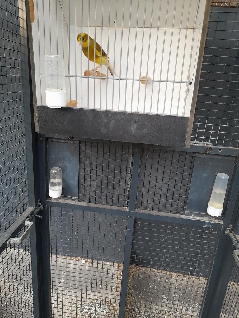 Mooie kanarie bont, Dieren en Toebehoren, Ophalen