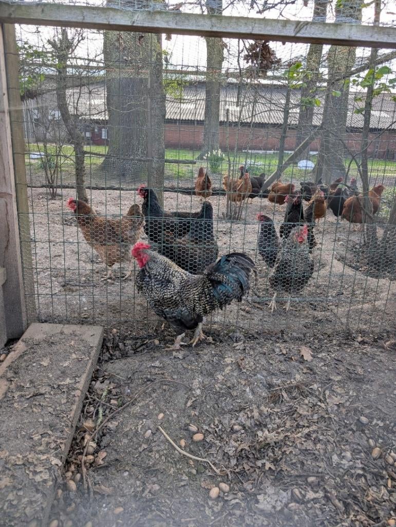 Amrock kriel haan, Dieren en Toebehoren, Pluimvee, Mannelijk, Kip