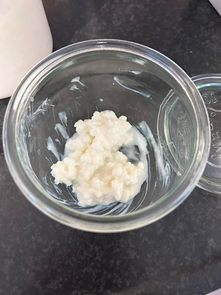 Melkkefir korrels, Diversen, Levensmiddelen, Ophalen