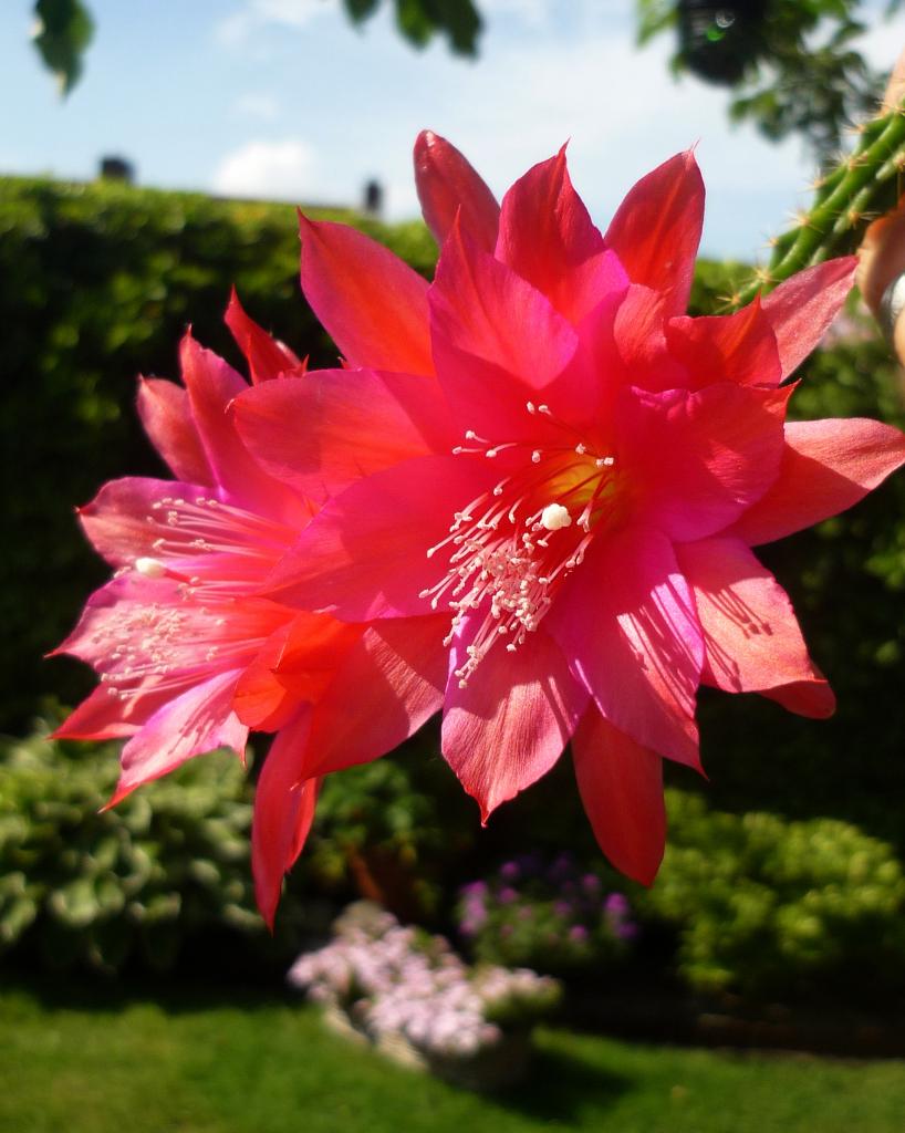 cactus - rattenstaart - Aporocactus MALLISONII, Huis en Inrichting, Kamerplanten, Verzenden, Cactus, Volle zon, Minder dan 100 cm