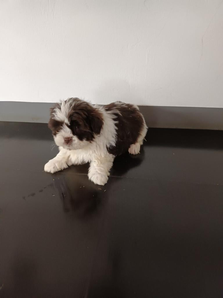 Boomer pups maltezer shih tzu / lhasa apso teckel pekingees, Dieren en Toebehoren, Parvo, Nederland, Overige rassen, 8 tot 15 weken