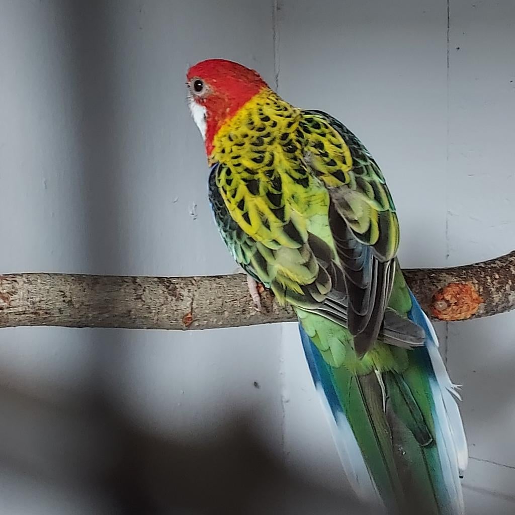 Pracht rosella pop, Dieren en Toebehoren, Vrouwelijk, Parkiet