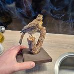 Opgezette vogel opgezet taxidermie taxidermy geprepareerd, Verzamelen, Dierenverzamelingen, Ophalen of Verzenden, Gebruikt, Vogel