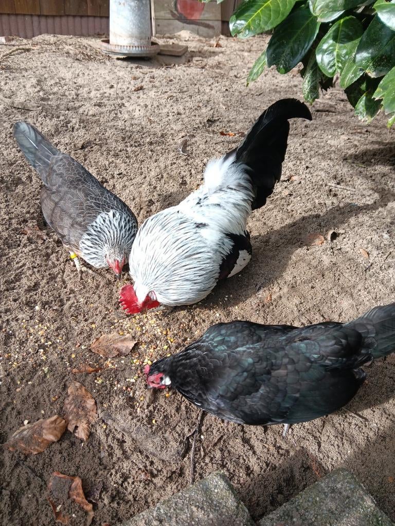 Krielkippen, Dieren en Toebehoren, Meerdere dieren, Kip