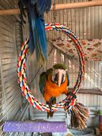 Kuiken Ara Catalina Macaw **nog 1 pop beschikbaar**, Dieren en Toebehoren, Meerdere dieren, Papegaai, Geringd