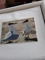 BALTSENDE GROTE STERN, Ophalen of Verzenden