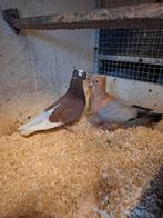 Koppel vinkduiven, Meerdere dieren, Overige soorten