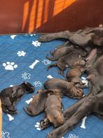 Te koop duitse herder pups., Parvo, 8 tot 15 weken, Meerdere, Nederland
