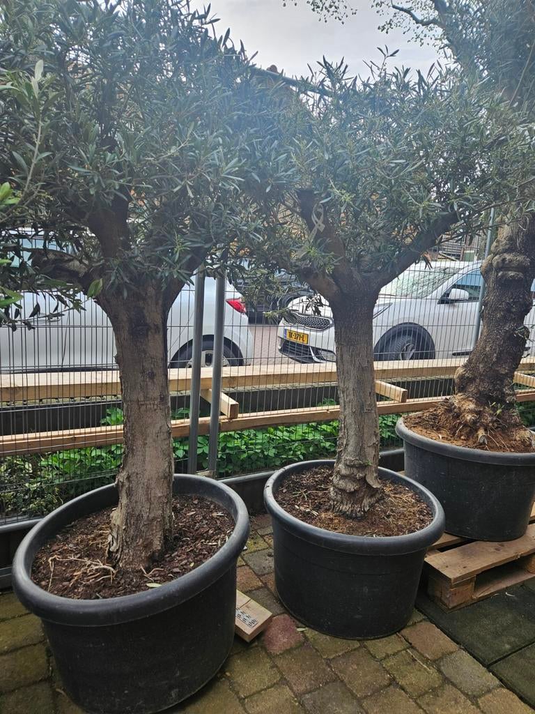 Olijfbomen diverse maten, gratis thuisbezorgd in&om Hsum, Tuin en Terras, Planten | Bomen, Volle zon, Ophalen of Verzenden, 100 tot 250 cm
