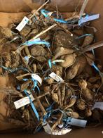 Dahliaknollen, Ophalen of Verzenden, Voorjaar, Volle zon, Knol