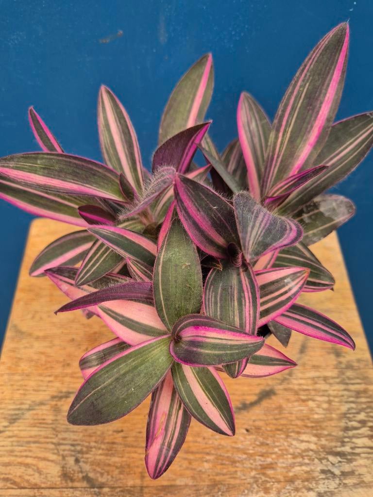 Tradescantia Pink Stripe p12 (5), Huis en Inrichting, Ophalen of Verzenden, Halfschaduw, Minder dan 100 cm